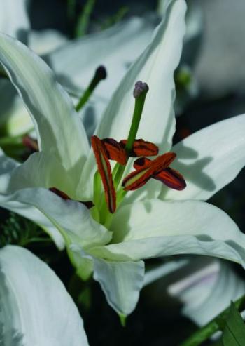 Lilien Lilien