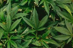 Cannabis Pflanzen.