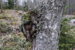 Chaga-Pilz  an einem Baum in Finnland.