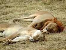 Schlafende Löwen