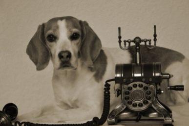 Altes Telefon mit Hund