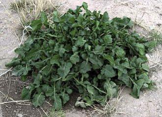 Rucola Salat selbst pflanzen