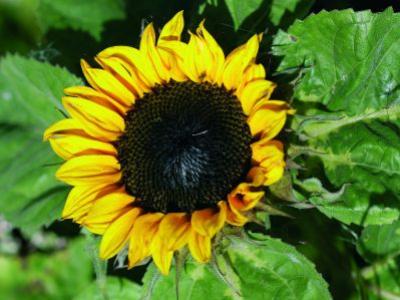 Sonnenblumen pflanzen