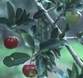 Acerola