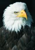 Adler