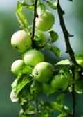 �pfel