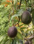 Avocados