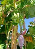 Bananenpalme