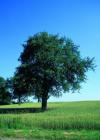 Baum
