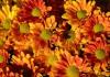 Blumen