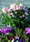 Blumen