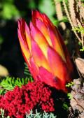 Blumenstrau�
