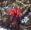 Epiphytische Bromelie