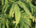 Cannabis