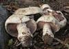 Champignons