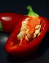 Chilischoten