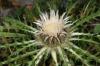 Distel