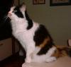 Dreifarbige Katze