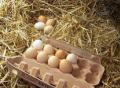 Frische Eier