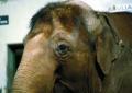 Elefant