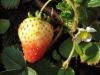Erdbeere