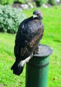 Falke