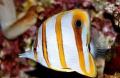 Fisch Fisch