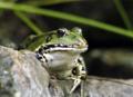Frosch Foto