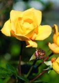 Gelbe Rosen