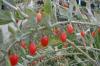 Goji Beeren