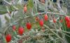 schnell abnehmen mit Goji Beeren? schnell abnehmen mit Goji Beeren?