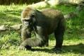 Gorilla