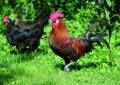 Hahn und Huhn