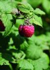 Himbeeren