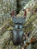 Hirschk�fer