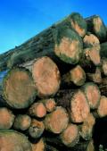 Holz