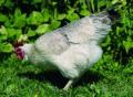Huhn