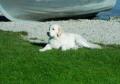 weisser Hund