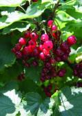 Johannisbeeren