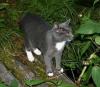 Katze in der Nacht