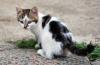 Katze