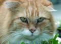 Katze