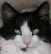Leuchtende Katzenaugen