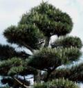 �lteste Baum der Erde