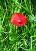 Klatschmohn