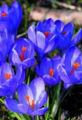 Krokusse Krokusse