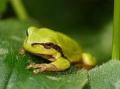 Europäischer Laubfrosch