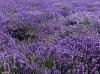 Lavendel Lavendel