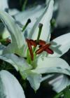 Lilien