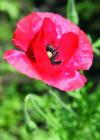 Mohnblume